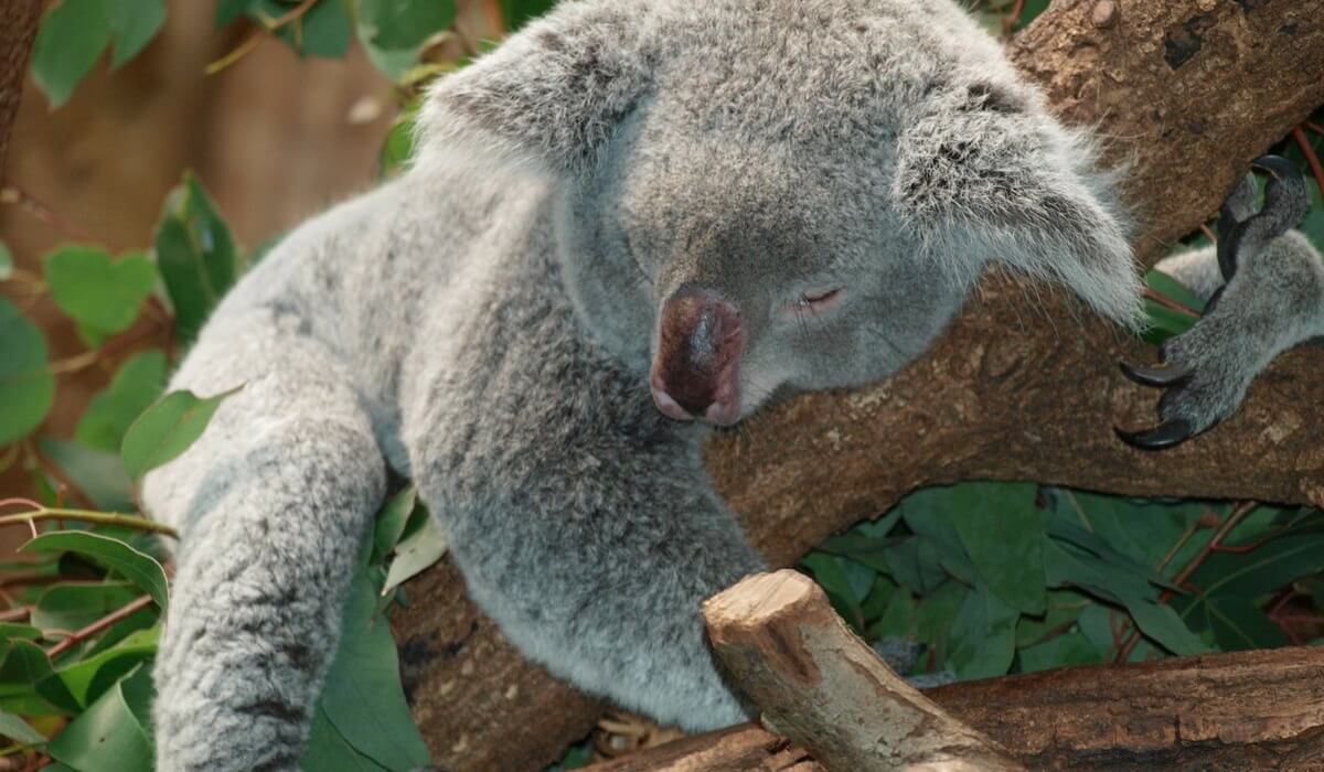 Spiący koala na drzewie