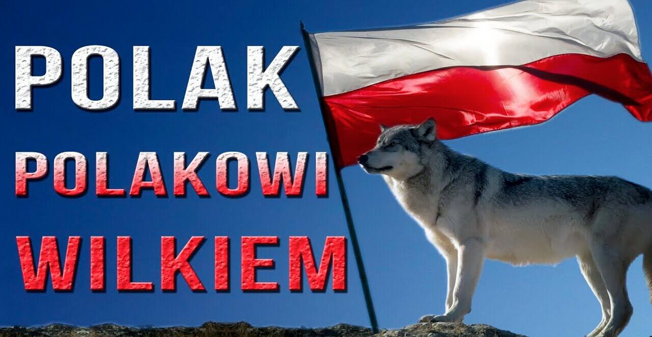 Zdjęcie wilka, w tle flaga polska z napisem polak polakowi wilkiem.