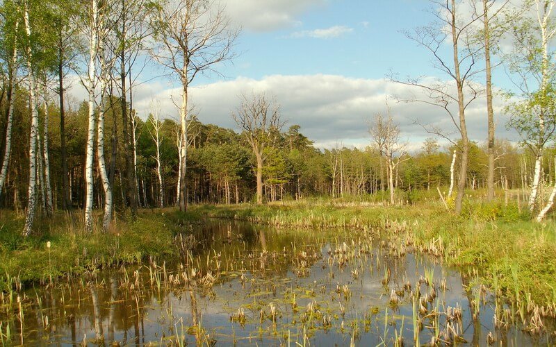 Wiosna - świeżo oczyszczone rozlewisko w Arboretum Leśnym w Stradomii Wierzchniej