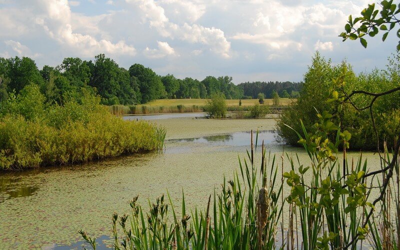Staw w artboretum leśnym w Stradomii Wierzchniej