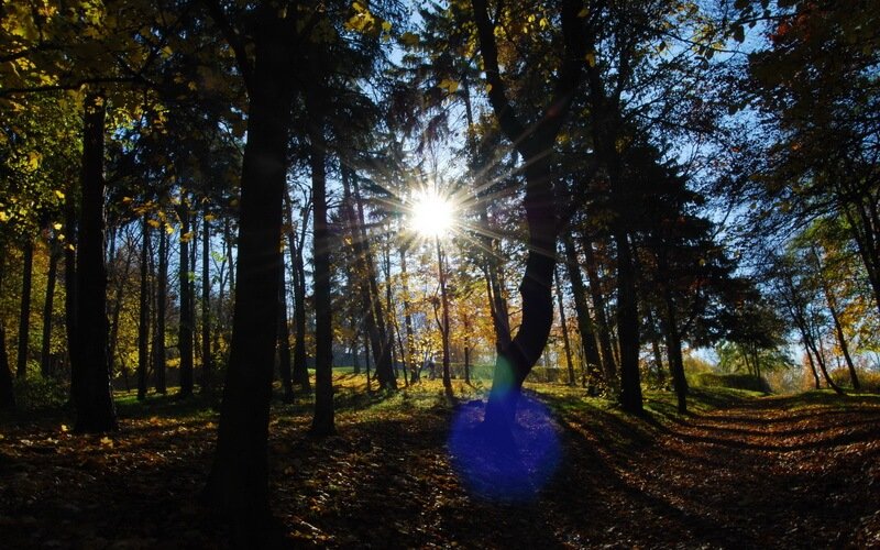 Polska - Ziębice - Park miejski, słońce wyłaniające się pośród koron drzew.