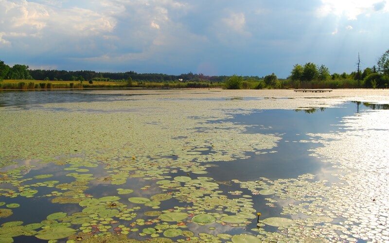 Staw w arboretum leśnym w stradomii